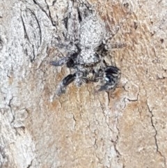 Servaea sp. (genus) (Unidentified Servaea jumping spider) at Harrison, ACT - 10 Nov 2020 by trevorpreston