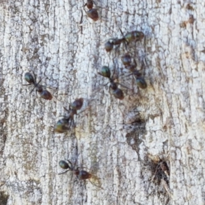 Iridomyrmex sp. (genus) (Ant) at Budjan Galindji (Franklin Grassland) Reserve - 10 Nov 2020 by tpreston