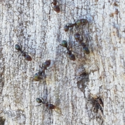 Iridomyrmex sp. (genus) (Ant) at Harrison, ACT - 10 Nov 2020 by trevorpreston