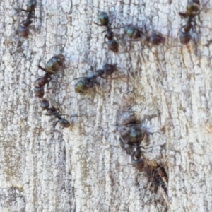 Iridomyrmex sp. (genus) at Harrison, ACT - 10 Nov 2020