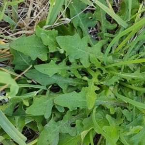 Hypochaeris radicata at Harrison, ACT - 10 Nov 2020