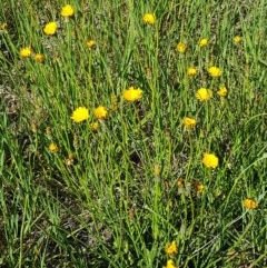 Hypochaeris radicata at Harrison, ACT - 10 Nov 2020