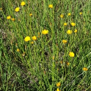 Hypochaeris radicata at Harrison, ACT - 10 Nov 2020