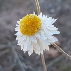 Leucochrysum albicans subsp. tricolor (Hoary Sunray) at Harrison, ACT - 10 Nov 2020 by tpreston