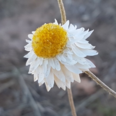Leucochrysum albicans subsp. tricolor (Hoary Sunray) at Budjan Galindji (Franklin Grassland) Reserve - 10 Nov 2020 by tpreston
