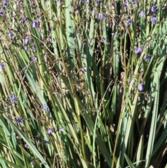 Dianella revoluta var. revoluta at Gundaroo, NSW - 10 Nov 2020