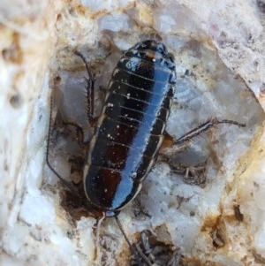 Melanozosteria dookiensis at Harrison, ACT - 10 Nov 2020