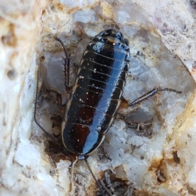 Melanozosteria dookiensis (Dookie woodland cockroach) at Budjan Galindji (Franklin Grassland) Reserve - 10 Nov 2020 by tpreston