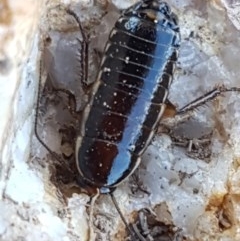 Melanozosteria dookiensis at Harrison, ACT - 10 Nov 2020