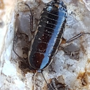 Melanozosteria dookiensis at Harrison, ACT - 10 Nov 2020