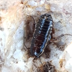 Melanozosteria dookiensis at Harrison, ACT - 10 Nov 2020