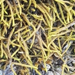 Triquetrella (A trailing moss) at Harrison, ACT - 10 Nov 2020 by trevorpreston