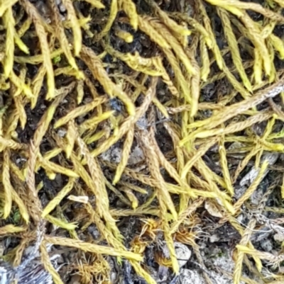 Triquetrella (A trailing moss) at Budjan Galindji (Franklin Grassland) Reserve - 10 Nov 2020 by tpreston