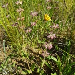 Salvia verbenaca var. verbenaca (Wild Sage) at Harrison, ACT - 10 Nov 2020 by tpreston