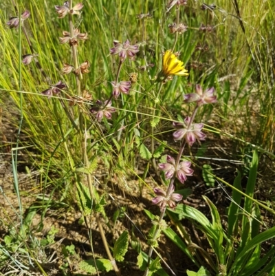 Salvia verbenaca var. verbenaca (Wild Sage) at Budjan Galindji (Franklin Grassland) Reserve - 10 Nov 2020 by tpreston