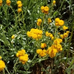 Chrysocephalum apiculatum (Common Everlasting) at Harrison, ACT - 10 Nov 2020 by tpreston