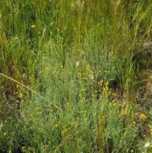 Chrysocephalum apiculatum at Harrison, ACT - 10 Nov 2020