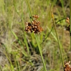 Juncus subsecundus (Finger Rush) at Budjan Galindji (Franklin Grassland) Reserve - 10 Nov 2020 by trevorpreston