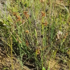 Juncus subsecundus at Franklin, ACT - 10 Nov 2020