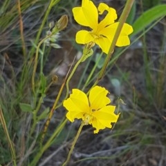 Goodenia pinnatifida (Scrambled Eggs) at Franklin, ACT - 10 Nov 2020 by trevorpreston