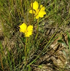 Goodenia pinnatifida at Franklin, ACT - 10 Nov 2020