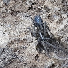 Tasmanicosa sp. (genus) (Unidentified Tasmanicosa wolf spider) at Franklin, ACT - 10 Nov 2020 by tpreston