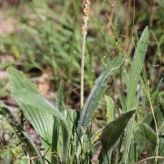 Plantago varia (Native Plaintain) at Gundaroo, NSW - 10 Nov 2020 by Gunyijan