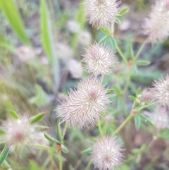 Trifolium arvense var. arvense (Haresfoot Clover) at Harrison, ACT - 10 Nov 2020 by tpreston