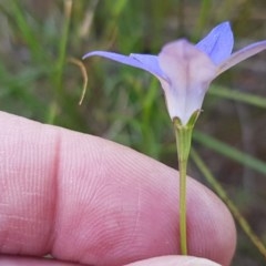 Wahlenbergia luteola (Yellowish Bluebell) at Budjan Galindji (Franklin Grassland) Reserve - 10 Nov 2020 by tpreston