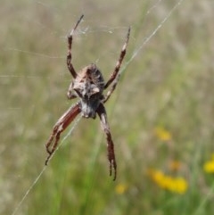 Socca pustulosa (Knobbled Orbweaver) at Budjan Galindji (Franklin Grassland) Reserve - 10 Nov 2020 by tpreston