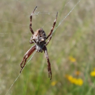 Socca pustulosa (Knobbled Orbweaver) at Franklin, ACT - 10 Nov 2020 by trevorpreston