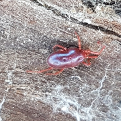 Rainbowia sp. (genus) (A mite) at Budjan Galindji (Franklin Grassland) Reserve - 10 Nov 2020 by tpreston