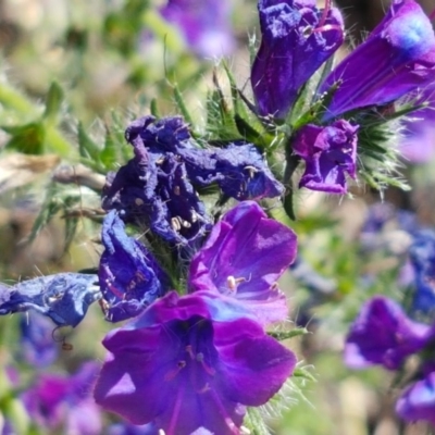 Echium plantagineum (Paterson's Curse) at Budjan Galindji (Franklin Grassland) Reserve - 10 Nov 2020 by tpreston