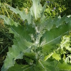 Onopordum acanthium (Scotch Thistle) at Budjan Galindji (Franklin Grassland) Reserve - 10 Nov 2020 by tpreston