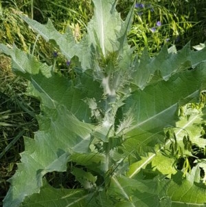 Onopordum acanthium at Franklin, ACT - 10 Nov 2020