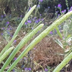 Phalaris aquatica (Phalaris, Australian Canary Grass) at Franklin, ACT - 10 Nov 2020 by tpreston