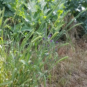 Phalaris aquatica at Franklin, ACT - 10 Nov 2020