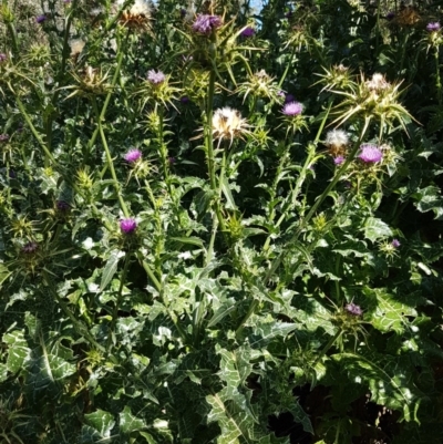 Silybum marianum (Variegated Thistle) at Franklin, ACT - 10 Nov 2020 by tpreston