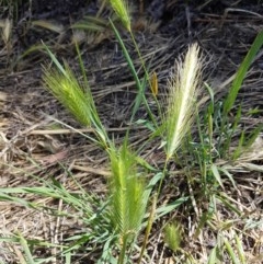 Hordeum leporinum (Barley Grass) at Budjan Galindji (Franklin Grassland) Reserve - 10 Nov 2020 by tpreston