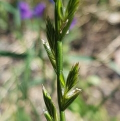 Lolium sp. (Ryegrass) at Franklin, ACT - 10 Nov 2020 by tpreston