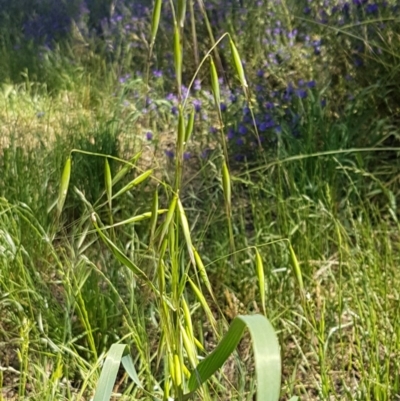 Avena sp. (Wild Oats) at Budjan Galindji (Franklin Grassland) Reserve - 10 Nov 2020 by tpreston