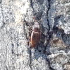 Nitidulidae sp. (family) (Sap beetle) at Franklin, ACT - 10 Nov 2020 by tpreston