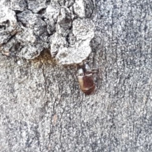 Nitidulidae sp. (family) at Franklin, ACT - 10 Nov 2020