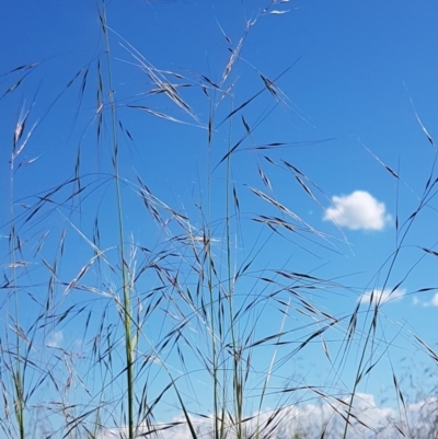 Austrostipa bigeniculata (Kneed Speargrass) at Franklin, ACT - 10 Nov 2020 by tpreston