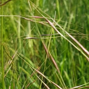 Austrostipa bigeniculata at Franklin, ACT - 10 Nov 2020