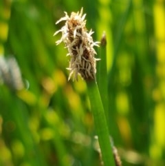 Eleocharis sp. (Spike-rush) at Budjan Galindji (Franklin Grassland) Reserve - 10 Nov 2020 by tpreston