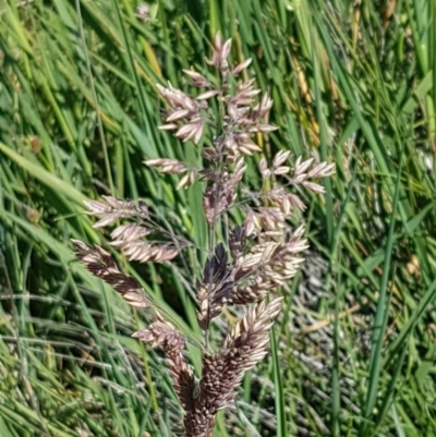 Holcus lanatus (Yorkshire Fog) at Budjan Galindji (Franklin Grassland) Reserve - 10 Nov 2020 by tpreston