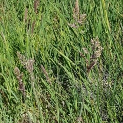 Holcus lanatus at Franklin, ACT - 10 Nov 2020