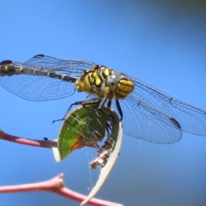 Austrogomphus australis at Holt, ACT - 10 Nov 2020