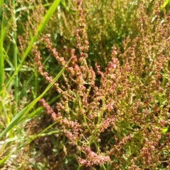 Rumex acetosella (Sheep Sorrel) at Franklin, ACT - 10 Nov 2020 by trevorpreston